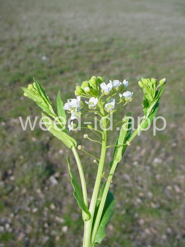 pennycress, field